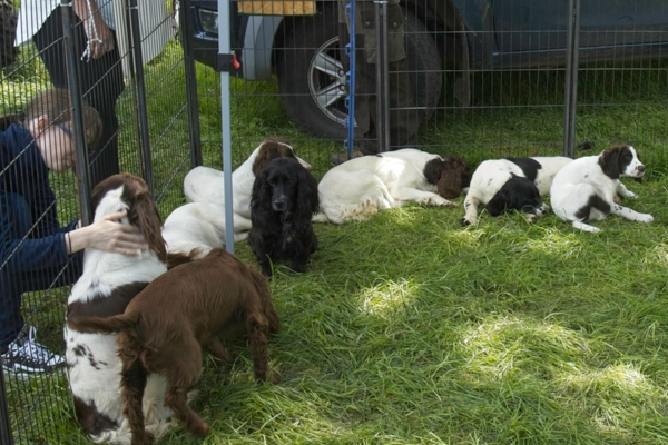 Spaniels....